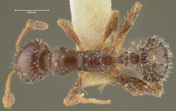 Media type: image;   Entomology 21047 Aspect: habitus dorsal view